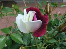 「アイスバーグ」の画像検索結果