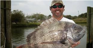 Image result for Archosargus probatocephalus