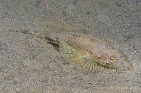 Image result for Platycephalus speculator