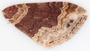 Attēlu rezultāti vaicājumam “Xanthorhoe ferrugata”