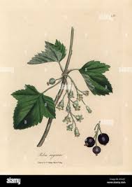 Attēlu rezultāti vaicājumam “Ribes nigrum flower”