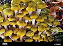 Attēlu rezultāti vaicājumam “Armillaria mellea”