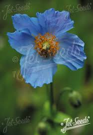 Image result for Meconopsis betonicifolia