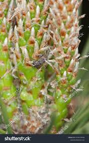 Attēlu rezultāti vaicājumam “Pissodes piniphilus”