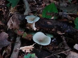 Attēlu rezultāti vaicājumam “Collybia sp.”