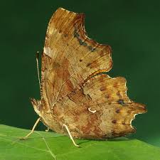 Attēlu rezultāti vaicājumam “Polygonia c-album underside”