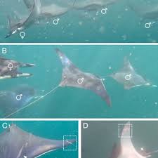 Image result for Mobula thurstoni