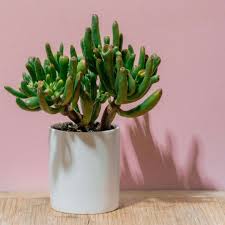 Image result for Crassula hobbit