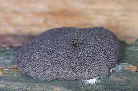 Attēlu rezultāti vaicājumam “Tubifera montana spores”