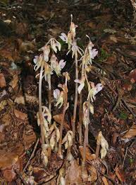 Attēlu rezultāti vaicājumam “Epipogium aphyllum”