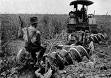 250px-Agriculture_(Plowing)_ ...