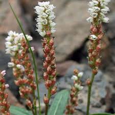 Attēlu rezultāti vaicājumam “Bistorta vivipara flower”