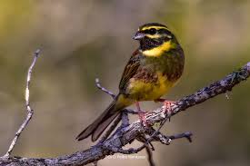 Image result for Emberiza cirlus