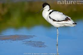 Attēlu rezultāti vaicājumam “Recurvirostra avosetta”