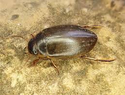 Attēlu rezultāti vaicājumam “Colymbetes striatus”