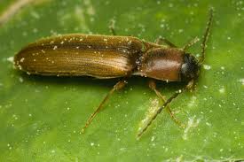 Attēlu rezultāti vaicājumam “Dalopius marginatus”