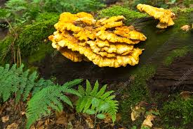 Attēlu rezultāti vaicājumam “Laetiporus sulphureus”