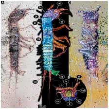 Attēlu rezultāti vaicājumam “Geocrypta galii larva”
