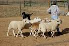 Herding