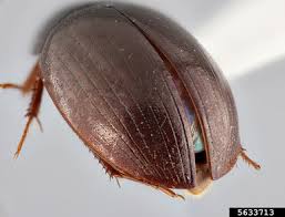 Attēlu rezultāti vaicājumam “Hydrophilidae”