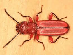 Attēlu rezultāti vaicājumam “Cucujidae”