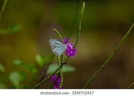 Attēlu rezultāti vaicājumam “Aporia crataegi upperside”