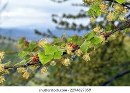Attēlu rezultāti vaicājumam “Fagus sylvatica male flower”