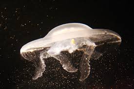 Attēlu rezultāti vaicājumam “Aurelia aurita”