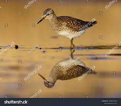 Attēlu rezultāti vaicājumam “Tringa glareola adult”