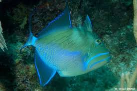 Image result for Balistes vetula