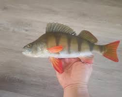 Attēlu rezultāti vaicājumam “Perca fluviatilis”