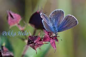 Attēlu rezultāti vaicājumam “Vacciniina optilete”