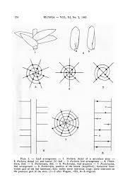 Attēlu rezultāti vaicājumam “Neckera complanata sporophyte”