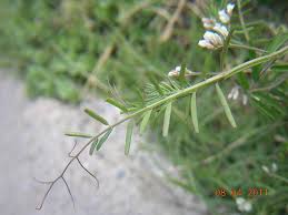 Attēlu rezultāti vaicājumam “Vicia hirsuta fruit”