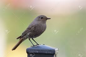 Attēlu rezultāti vaicājumam “Phoenicurus ochruros”