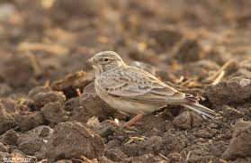 Image result for Calandrella rufescens