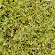 Attēlu rezultāti vaicājumam “Hypnum cupressiforme var. filiforme”