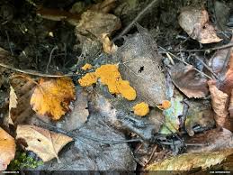 Attēlu rezultāti vaicājumam “Oligonema flavidum”