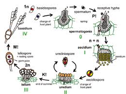 Attēlu rezultāti vaicājumam “Pucciniales”
