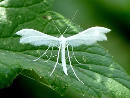 Attēlu rezultāti vaicājumam “Pterophorus pentadactyla”