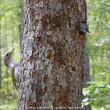 Attēlu rezultāti vaicājumam “Picus canus female”