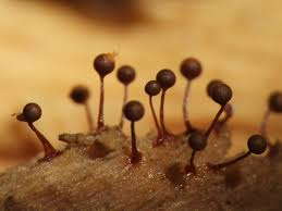 Attēlu rezultāti vaicājumam “Hemitrichia calyculata young”