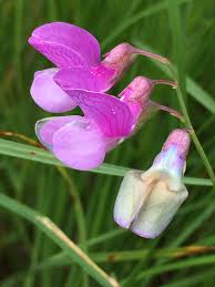 Attēlu rezultāti vaicājumam “Lathyrus palustris flower”