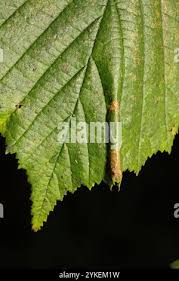 Attēlu rezultāti vaicājumam “Phyllonorycter nicellii”