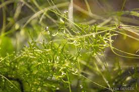 Attēlu rezultāti vaicājumam “Riccia rhenana”