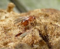 Attēlu rezultāti vaicājumam “Biorhiza pallida”