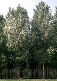 Attēlu rezultāti vaicājumam “Populus x canadensis”
