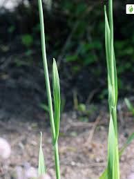 Attēlu rezultāti vaicājumam “Allium scorodoprasum fruit”