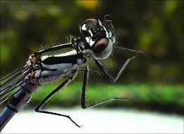 Attēlu rezultāti vaicājumam “Coenagrion pulchellum male”
