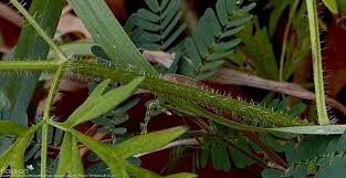 Attēlu rezultāti vaicājumam “Laserpitium prutenicum”